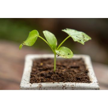 Terracotta Planter